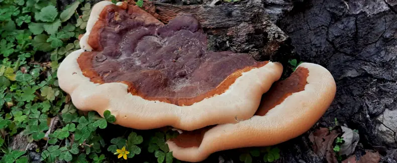 Benefits of Reishi Mushrooms 