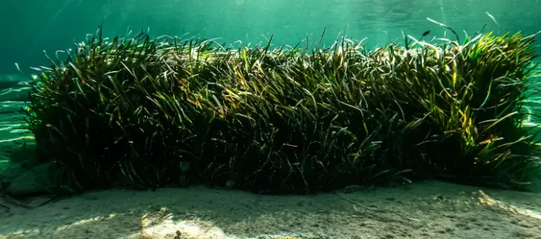 Seaweed: A Superfood